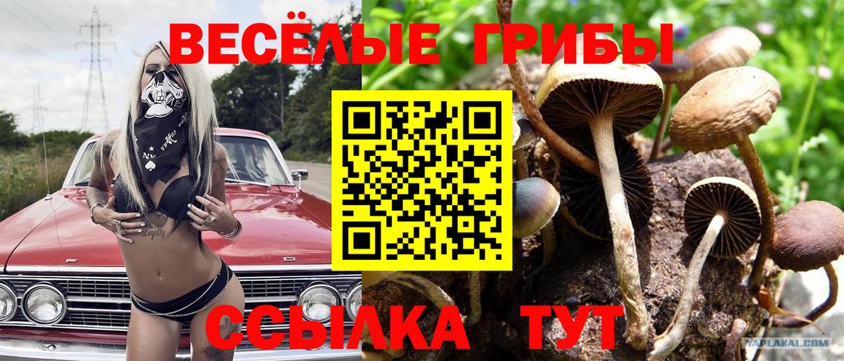 Галлюциногенные грибы Cubensis Балаково